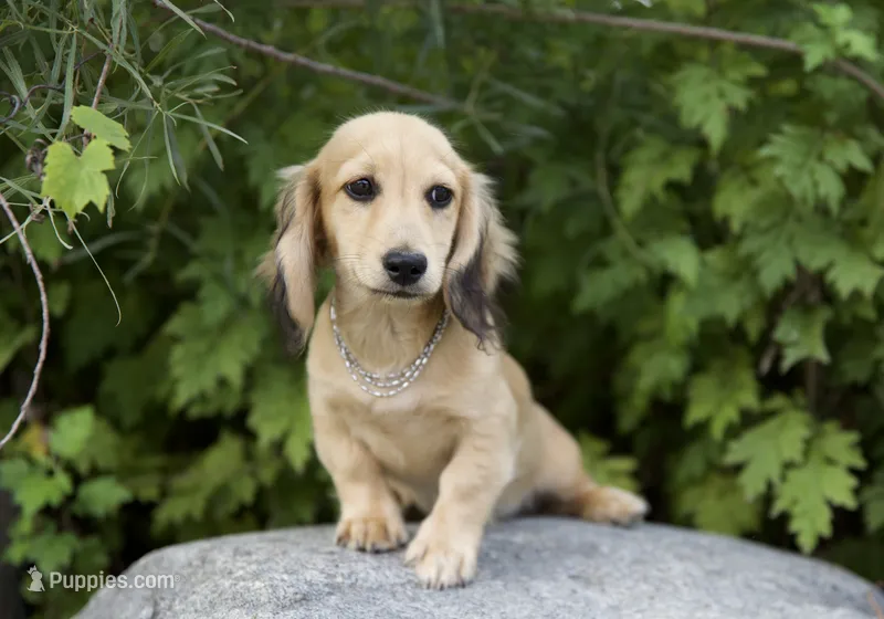Logan – Miniature Dachshund puppy for sale in Crystal, MI