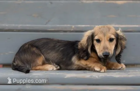 Jingles – Miniature Dachshund puppy for sale in Crystal, MI