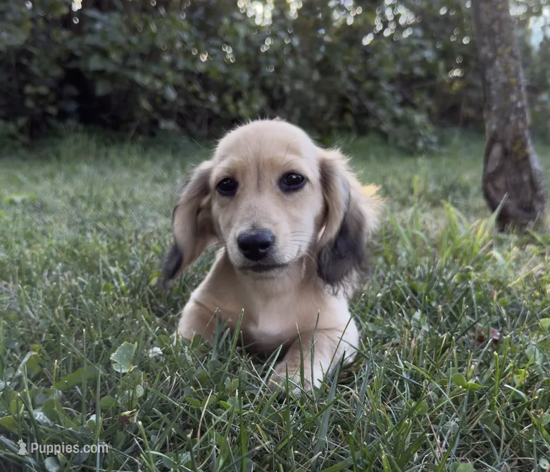 Logan – Miniature Dachshund puppy for sale in Crystal, MI