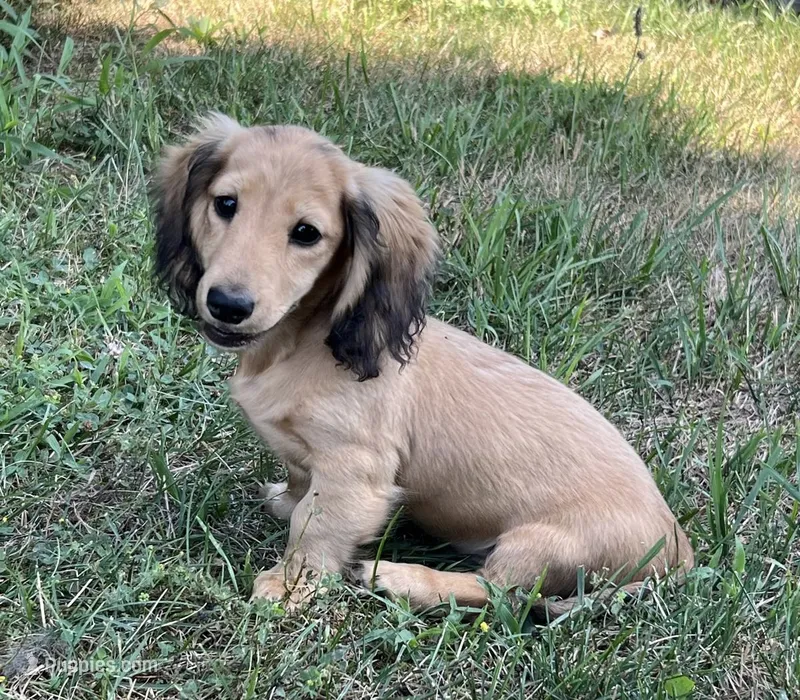 Rem – Dachshund puppy for sale in Crystal, MI