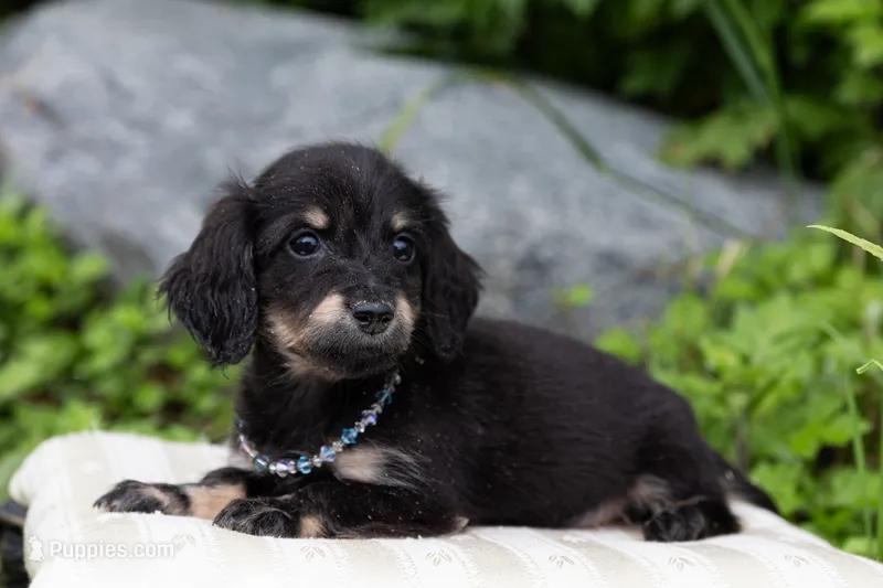 Fum – Miniature Dachshund puppy for sale in Crystal, MI