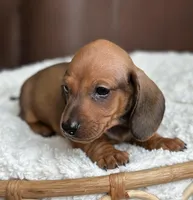 Athos, a male Dachshund for sale in Crystal, MI – 2 of 2