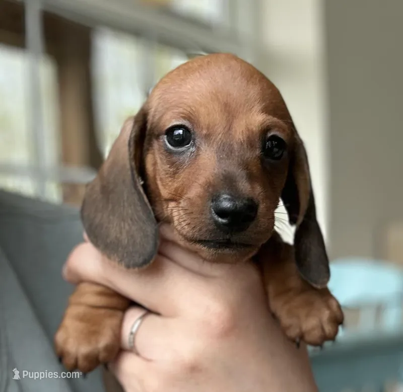 Athos – Dachshund puppy for sale in Crystal, MI