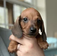 Athos, a male Dachshund for sale in Crystal, MI – 1 of 2