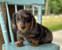 Lennox, a male Miniature Dachshund for sale in Crystal, MI – 1 of 1