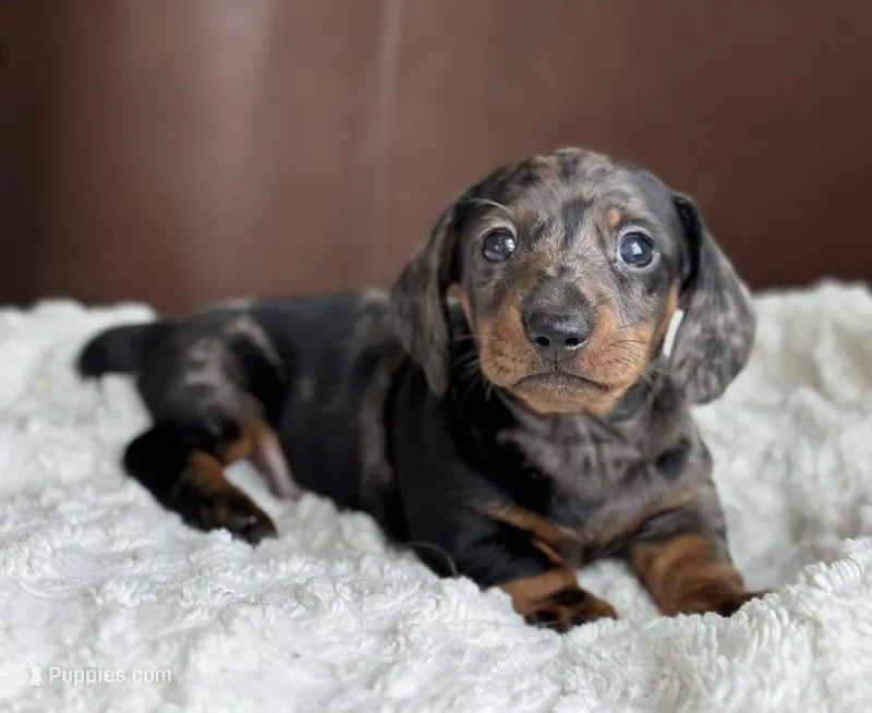 Matteo – Miniature Dachshund puppy for sale in Crystal, MI