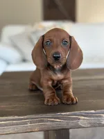Dragonfruit, a male Dachshund for sale in Crystal, MI – 1 of 2
