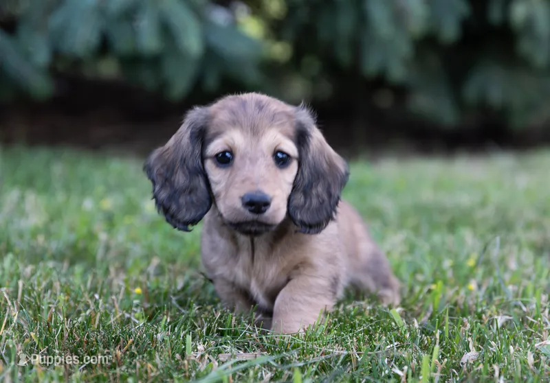 Lucy – Miniature Dachshund puppy for sale in Crystal, MI