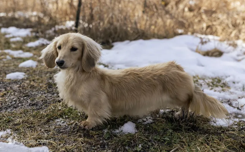 Gouda – Miniature Dachshund puppy for sale in Crystal, MI