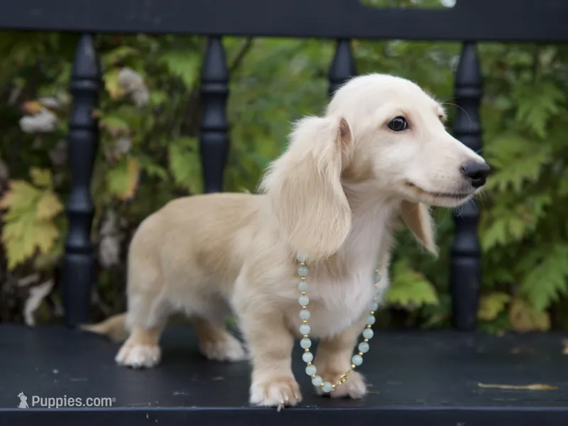 Barree – Dachshund puppy for sale in Crystal, MI