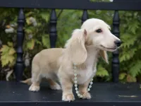 Barree, a male Dachshund for sale in Crystal, MI – 1 of 1