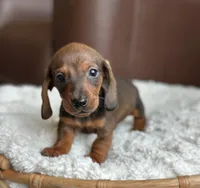 Caleb's boy, a male Dachshund for sale in Crystal, MI – 2 of 2