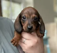 Caleb's boy, a male Dachshund for sale in Crystal, MI – 1 of 2