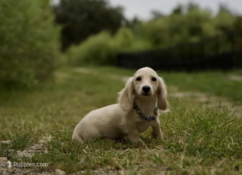 Barry – Dachshund puppy for sale in Crystal, MI