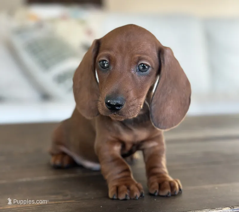 Snapdragon – Miniature Dachshund puppy for sale in Crystal, MI