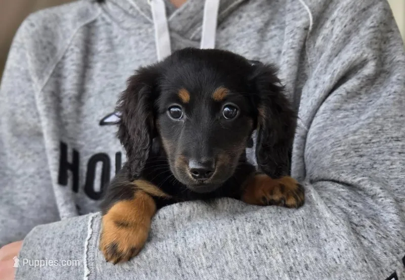 Natty's Boy – Miniature Dachshund puppy for sale in Crystal, MI