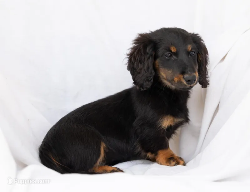 Natty's Boy – Miniature Dachshund puppy for sale in Crystal, MI
