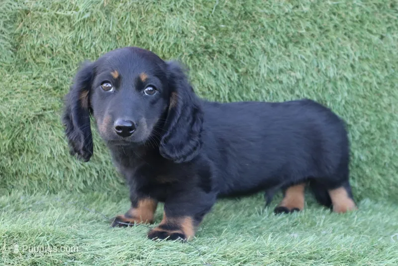 Gwenny's Boy – Miniature Dachshund puppy for sale in Crystal, MI
