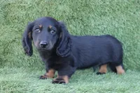 Gwenny's Boy, a female Miniature Dachshund for sale in Crystal, MI – 1 of 1