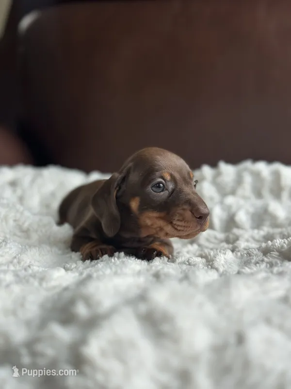 Blanton – Miniature Dachshund puppy for sale in Crystal, MI