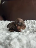 Blanton, a male Miniature Dachshund for sale in Crystal, MI – 1 of 1