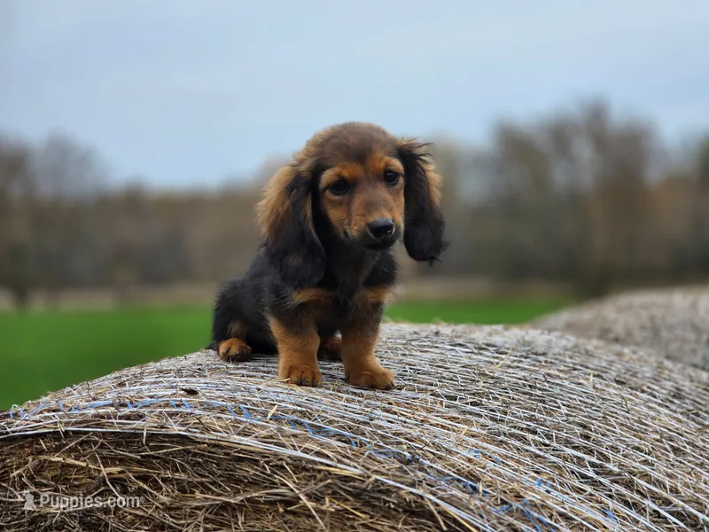 Reba – Miniature Dachshund puppy for sale in Crystal, MI