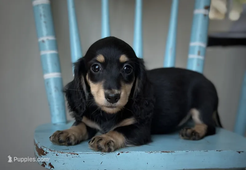 Lydia – Miniature Dachshund puppy for sale in Crystal, MI