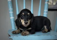 Lydia, a female Miniature Dachshund for sale in Crystal, MI – 1 of 1