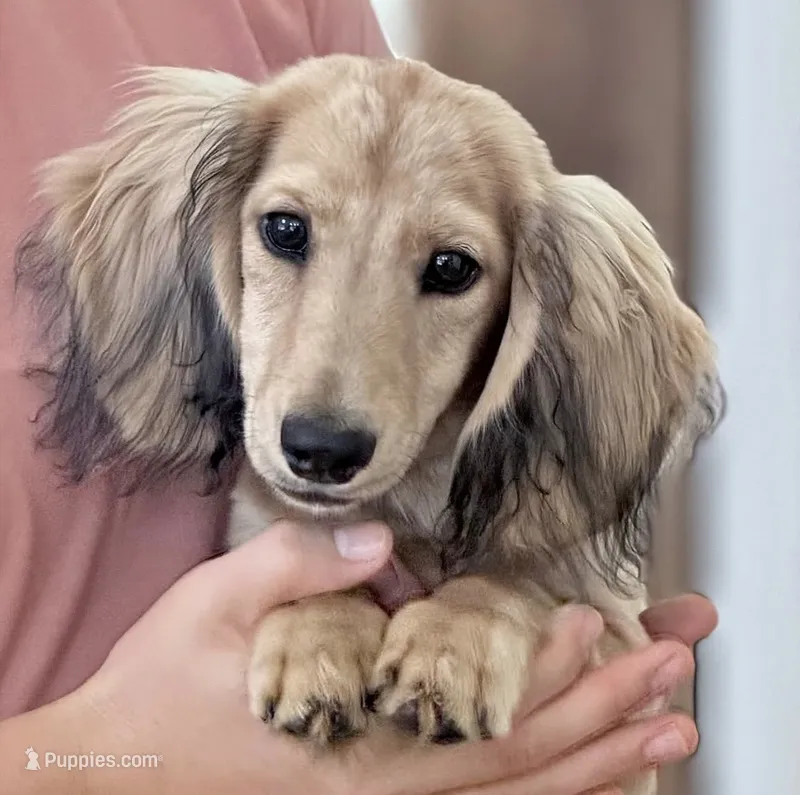 Rem – Dachshund puppy for sale in Crystal, MI