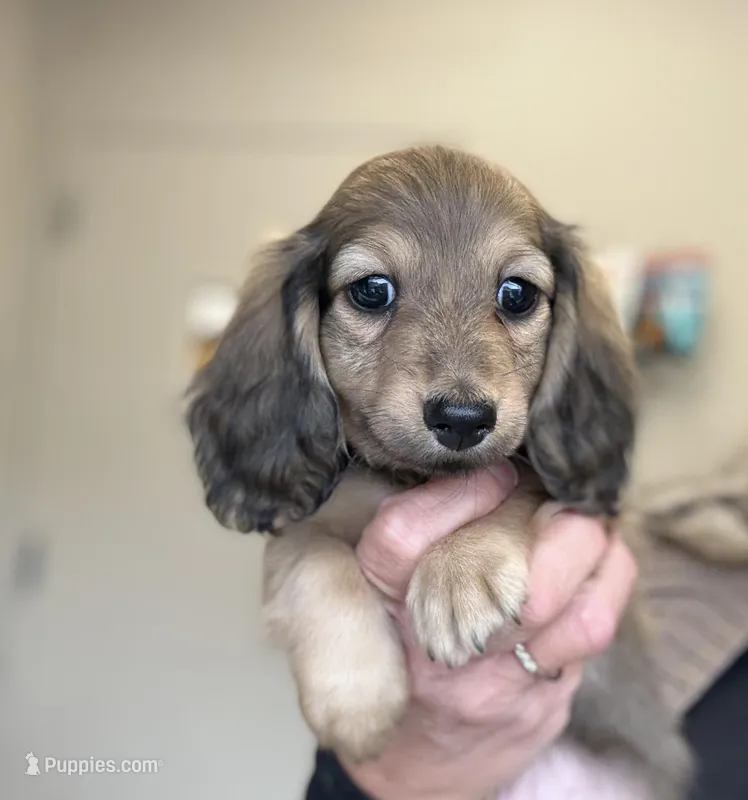 Tam, a female Miniature Dachshund for sale in Crystal, MI – Photo 1 of 1