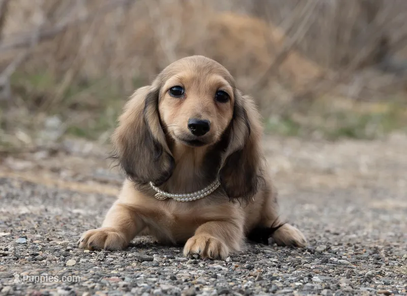 Tam – Miniature Dachshund puppy for sale in Crystal, MI