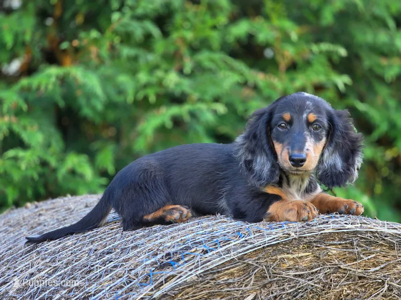Hugo – Miniature Dachshund puppy for sale in Crystal, MI