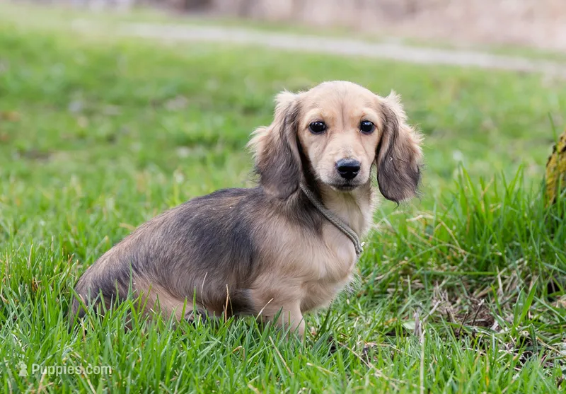 Madonna – Miniature Dachshund puppy for sale in Crystal, MI