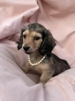 Madonna, a female Miniature Dachshund for sale in Crystal, MI – Photo 2 of 2