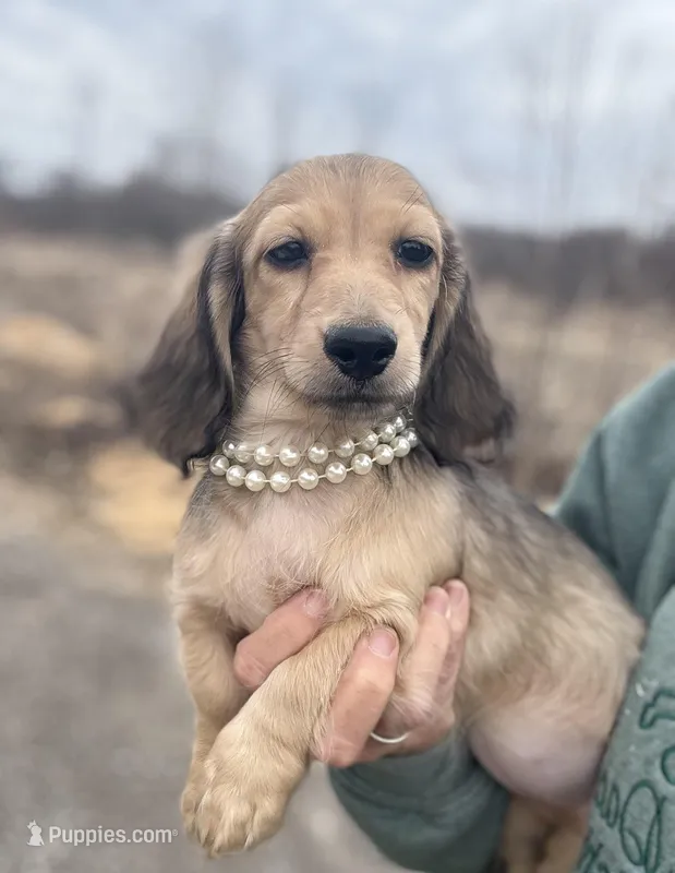 Madonna – Miniature Dachshund puppy for sale in Crystal, MI