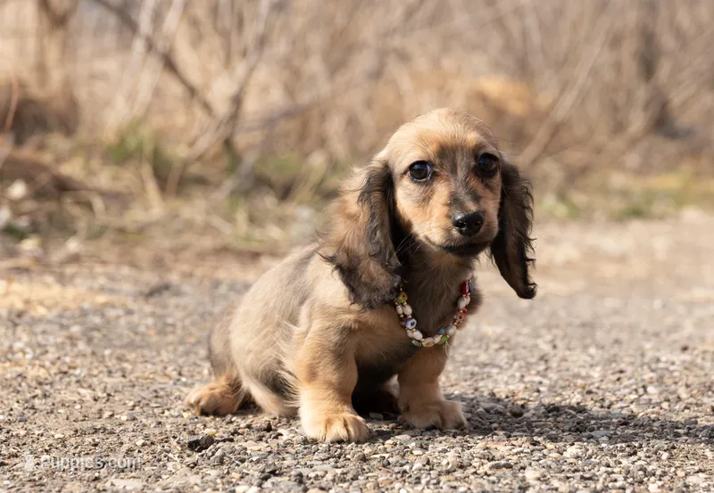 Thelma – Miniature Dachshund puppy for sale in Crystal, MI