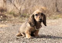 Thelma, a female Miniature Dachshund for sale in Crystal, MI – Photo 1 of 2