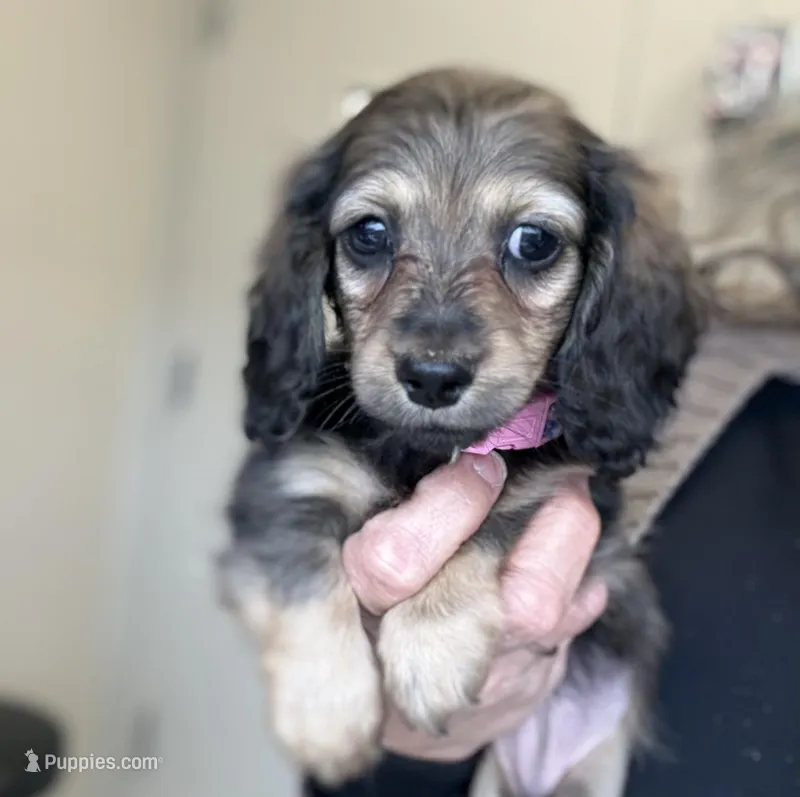 Thelma, a female Miniature Dachshund for sale in Crystal, MI – Photo 1 of 1