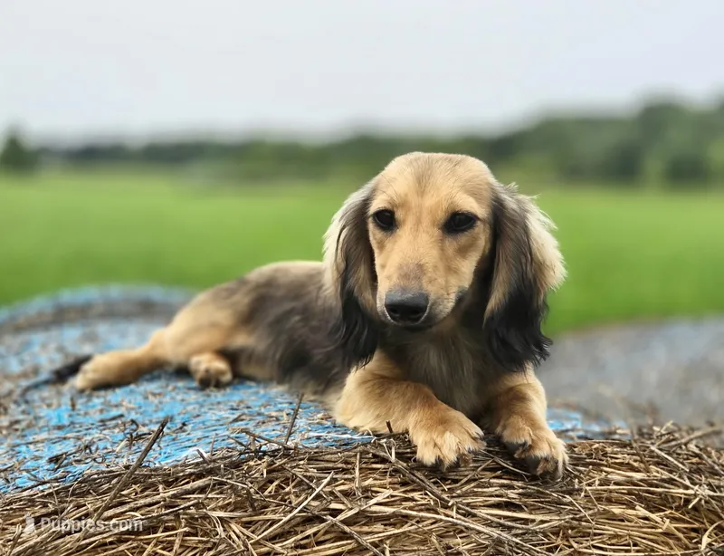 Gwenny's girl – Dachshund puppy for sale in Crystal, MI