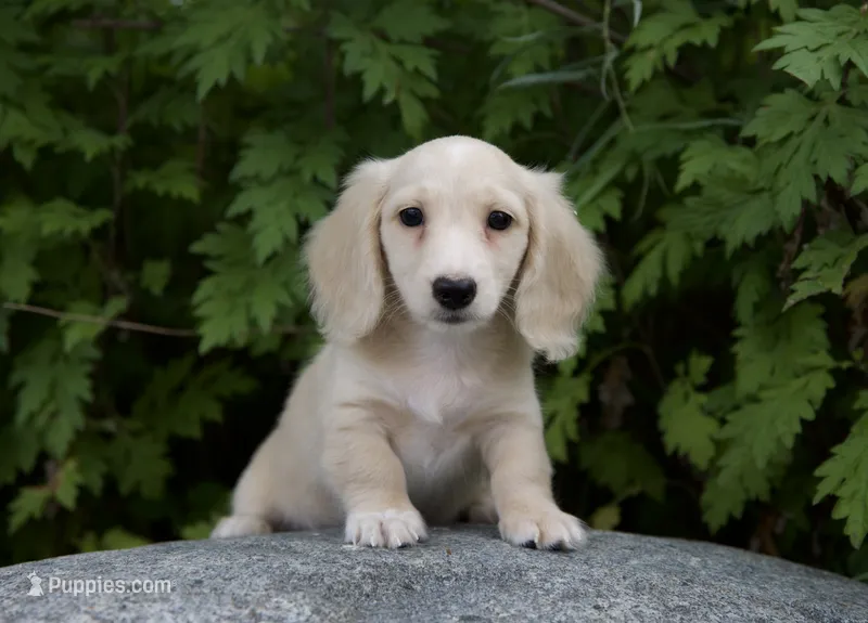Kinley – Miniature Dachshund puppy for sale in Crystal, MI