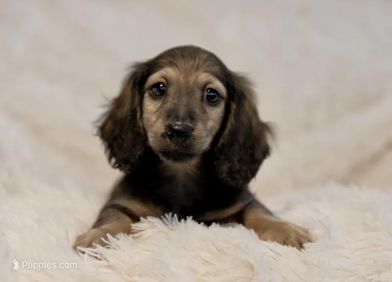 Tess – Dachshund puppy for sale in Crystal, MI