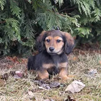 Ode, a male Miniature Dachshund for sale in Crystal, MI – Photo 2 of 2