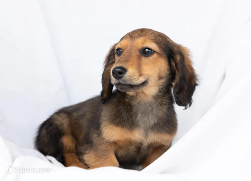 Ode – Miniature Dachshund puppy for sale in Crystal, MI