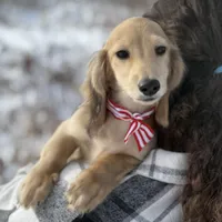 Buddy, a male Dachshund for sale in Crystal, MI – Photo 2 of 2