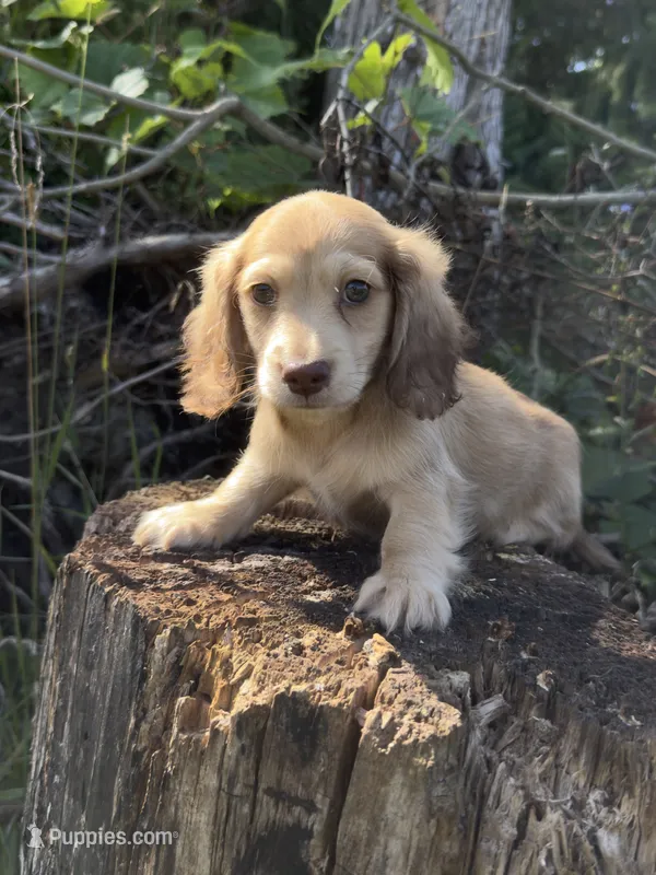 Ned – Miniature Dachshund puppy for sale in Crystal, MI