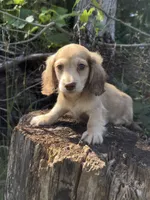 Ned, a male Miniature Dachshund for sale in Crystal, MI – 1 of 1