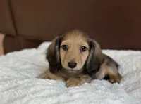 Marco, a male Miniature Dachshund for sale in Crystal, MI – 1 of 1