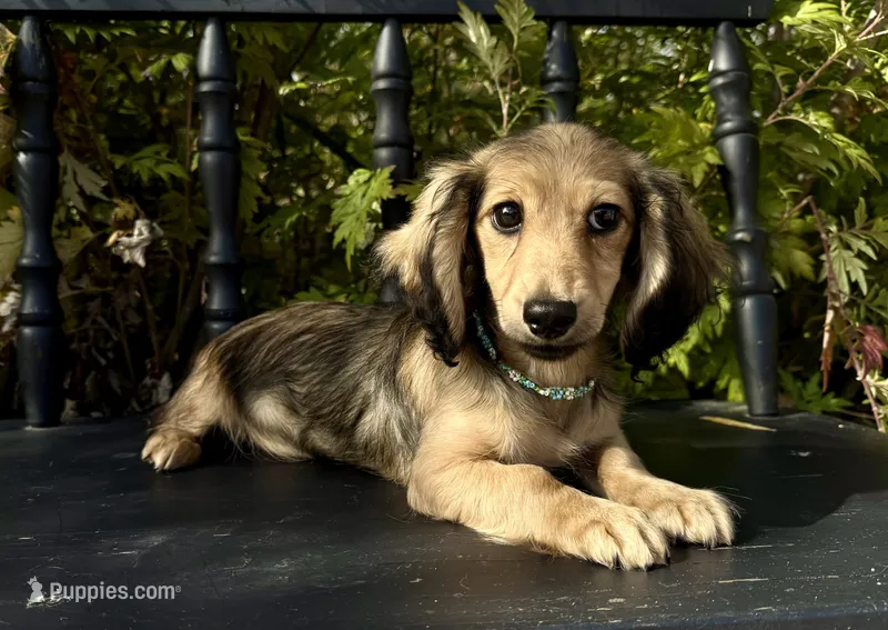 Nancy – Miniature Dachshund puppy for sale in Crystal, MI
