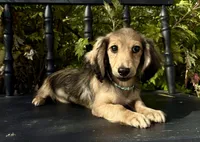 Nancy, a female Miniature Dachshund for sale in Crystal, MI – 1 of 1
