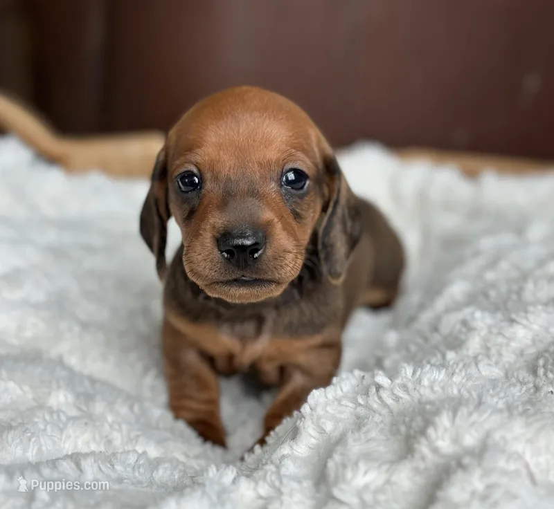 Athos – Miniature Dachshund puppy for sale in Crystal, MI